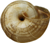 Cernuella virgata12,3 × 14,2 mm